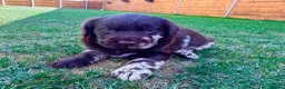 Labradoodle dogs for sale: Beautiful Chocolate Labradoodle Babies 🐾🐾🐾 - Advert 9