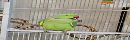 Parakeets birds for sale: Beautiful funny Indian Ringneck loves to sing, fly - Advert 1