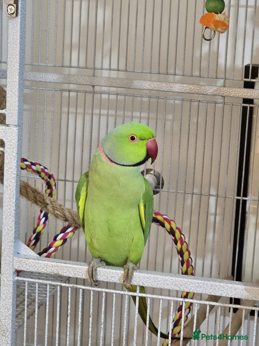 Parakeets birds for sale: Beautiful funny Indian Ringneck loves to sing, fly - Advert 1