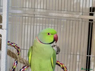 Parakeets birds Beautiful funny Indian Ringneck loves to sing, fly - Advert 3