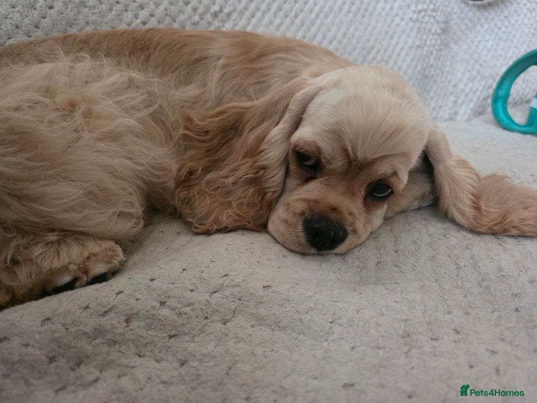American Cocker Spaniel dogs for sale: Stunning Anerican Cocker spaniels girl - Advert 33