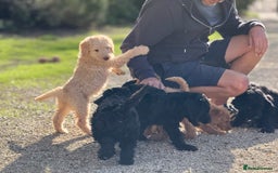 Labradoodle dogs for sale: F1b 3rd generation Labradoodles  - Image 1