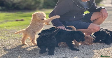 Labradoodle dogs - Advert 8
