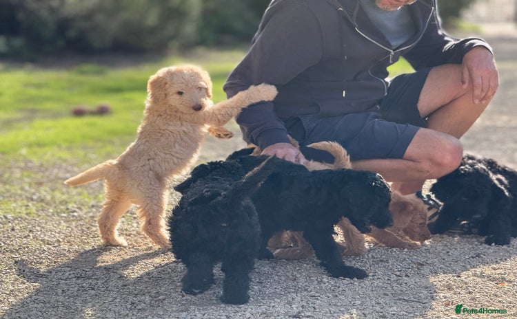 Labradoodle dogs - Advert 1