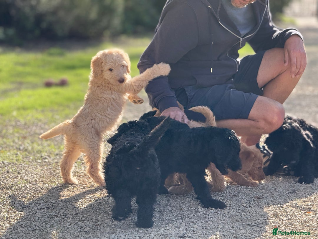 Labradoodle dogs for sale: F1b 3rd generation Labradoodles  - Image 1