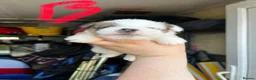 Jack Russell dogs for sale: Beautiful Jack Russell litter - Advert 6