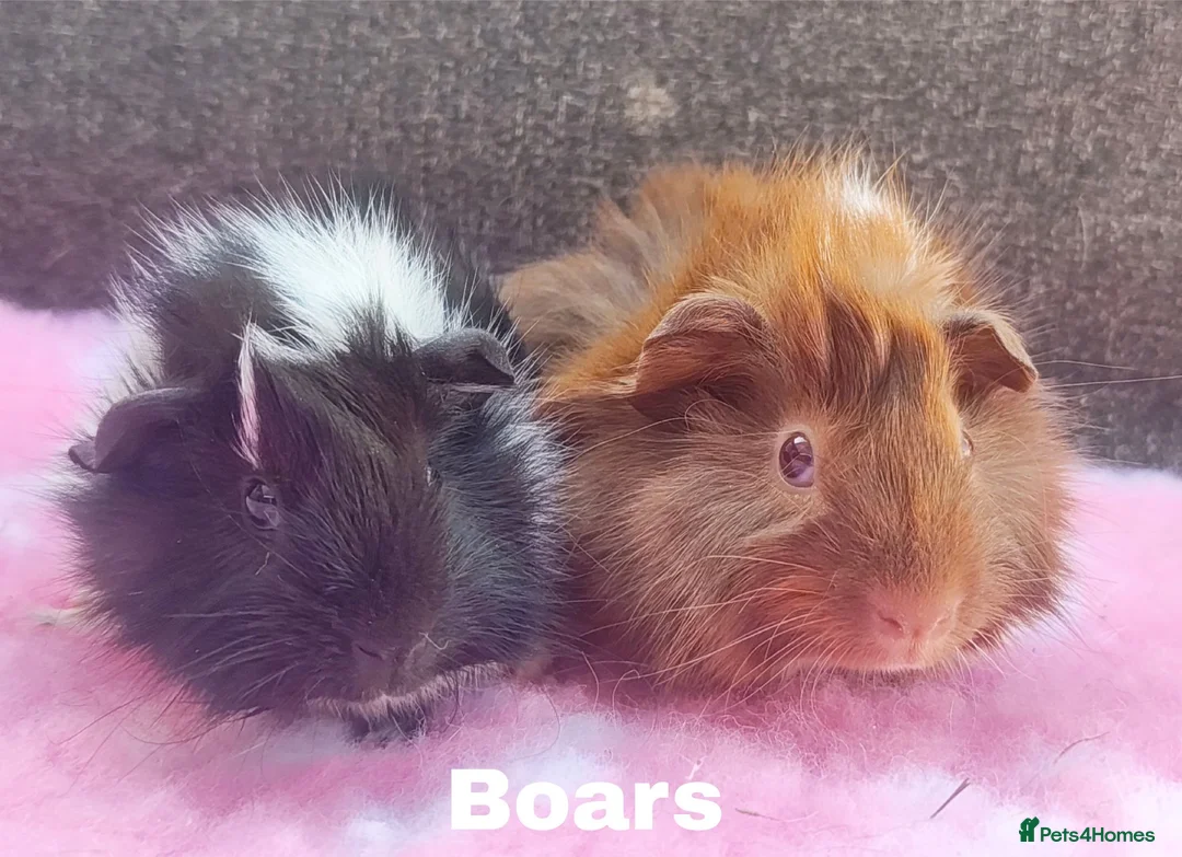Guinea Pig rodents for sale: Beautiful guinea pigs available for reserve  - Advert 4