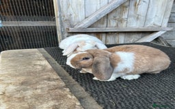 Mini Lop rabbits for sale: Mini plush lop female rabbits - Image 3
