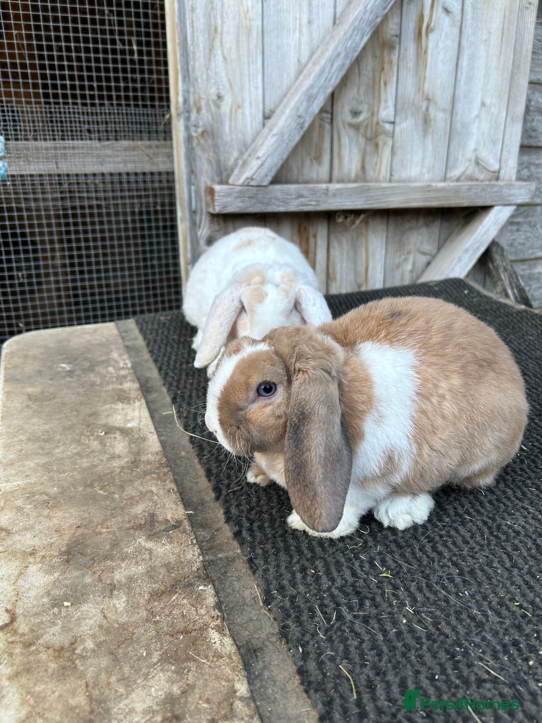 Mini Lop rabbits for sale: Mini plush lop female rabbits - Image 3