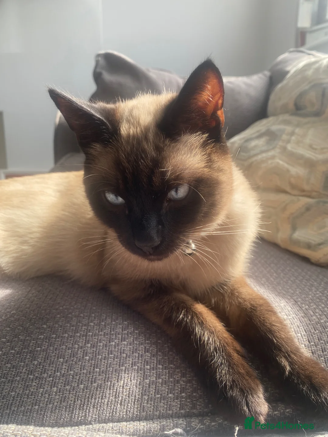 Tonkinese cats for sale: Beautiful Tonkinese boy kitten  in Southend-on-Sea - Advert 1