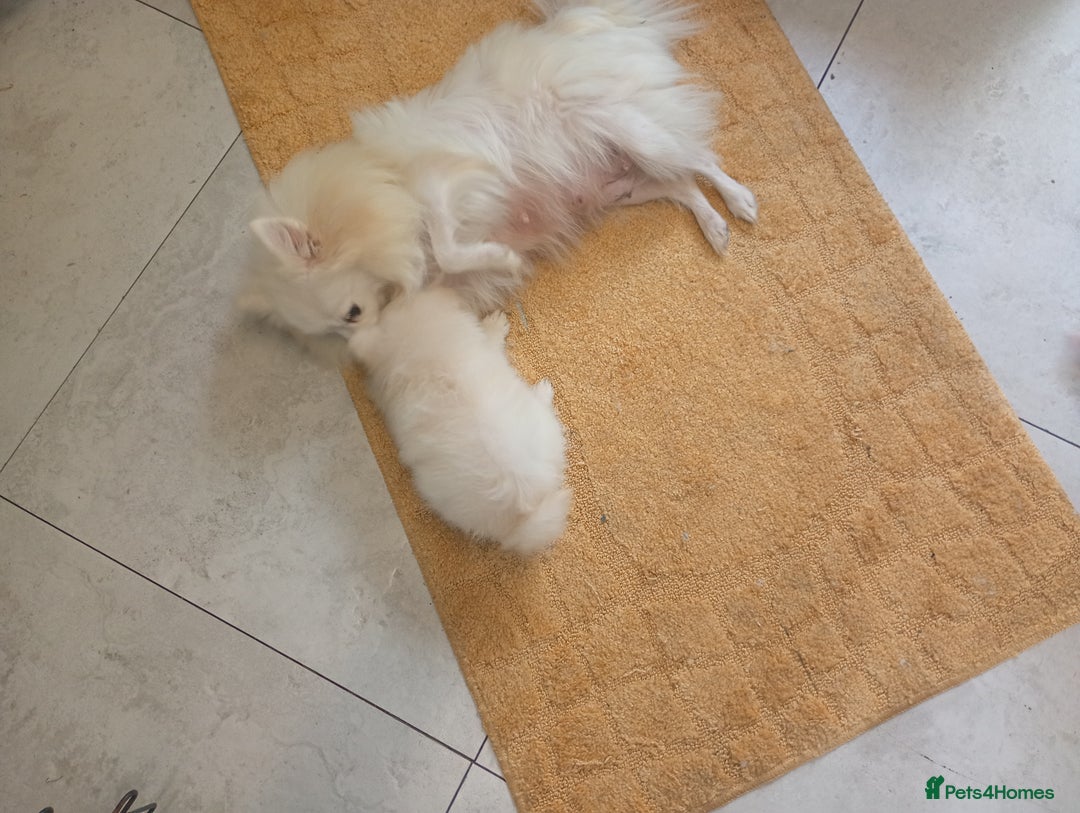 Pomeranian dogs for sale: Female Pomeranian  - Image 5