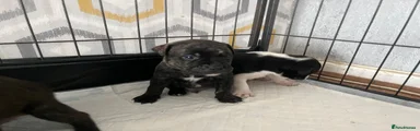Staffordshire Bull Terrier 5