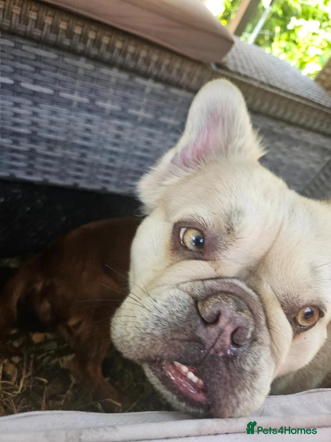 French Bulldog dogs for sale: Fluffy frenchies due july  - Advert 25