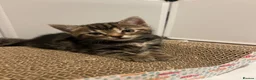 Domestic Shorthair cats for sale: Sweet & Playful Girls ready 8th Oct - Advert 9
