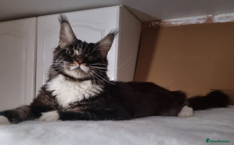 Maine Coon cats - Advert 13
