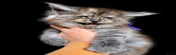 Maine Coon cats for sale: 9 STUNNING BLACK SMOKE MAINE COON CUBS  - Advert 15
