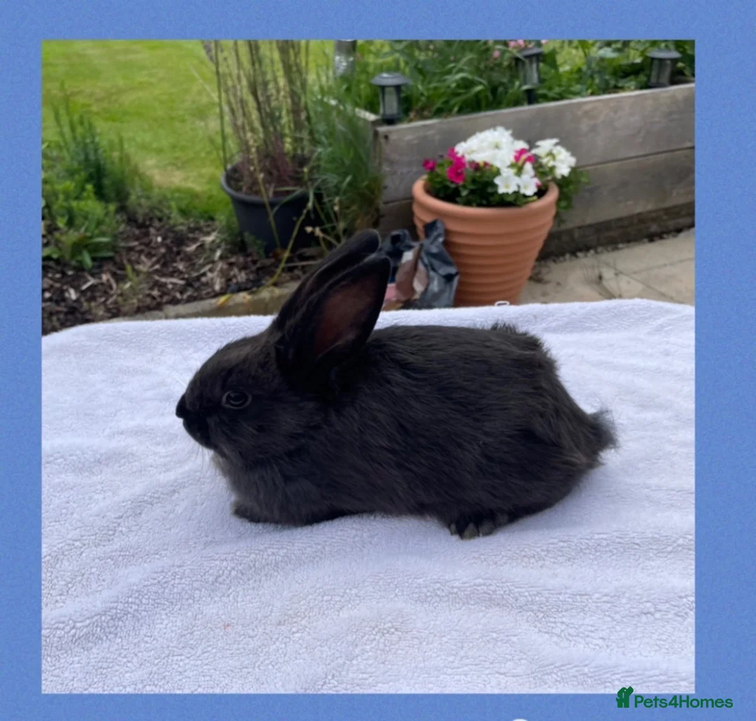 Smoke Pearl rabbits for sale: Smoked pearl x plush babies  in Wolverhampton - Advert 2