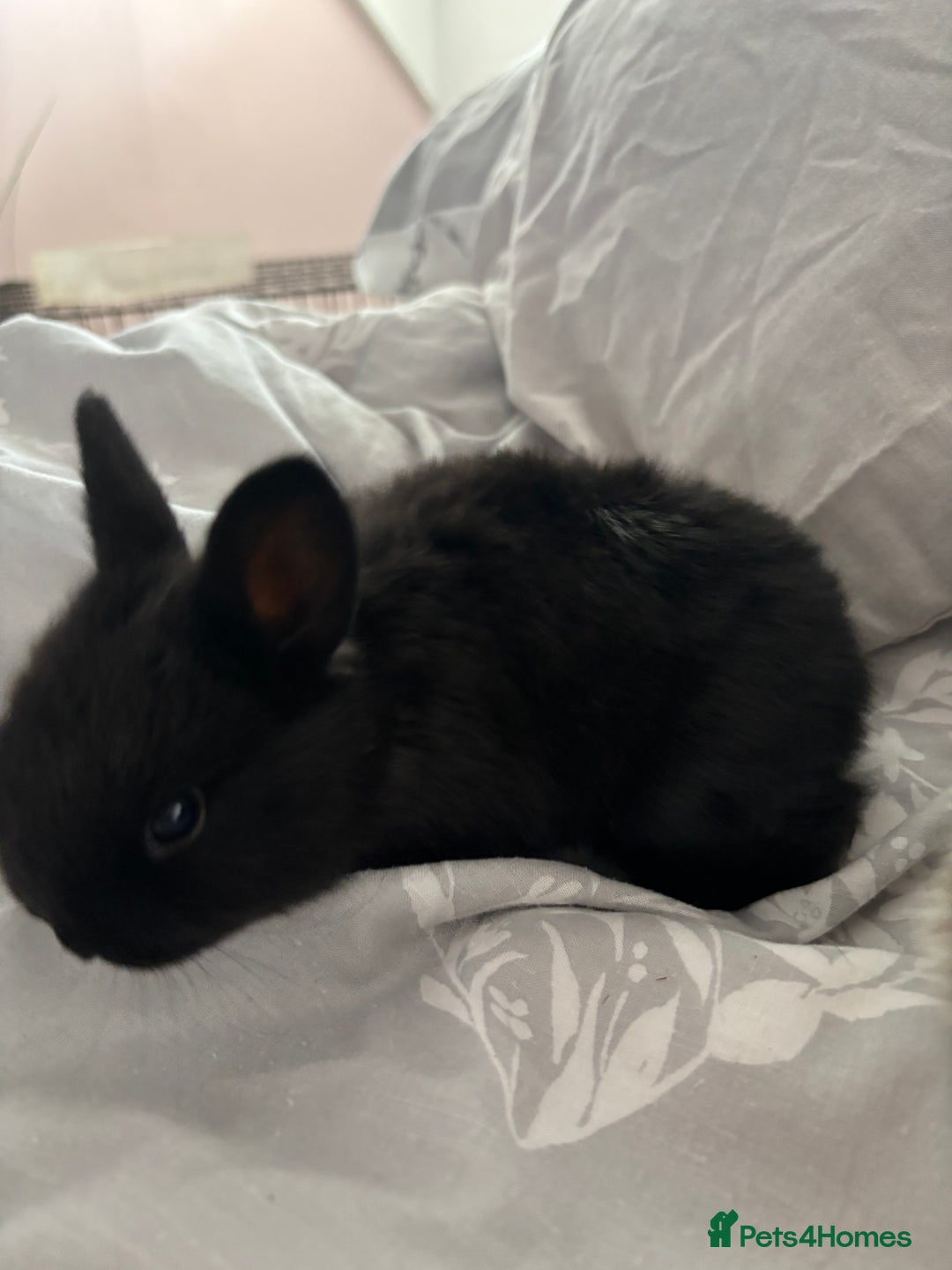 Mini Lion Lop rabbits for sale: Mini lion lop bunnies  - Image 5