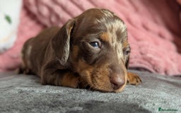 Miniature Dachshund dogs for sale: Beautiful KC miniature dachshund puppies - Image 18