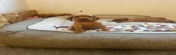 Hungarian Vizsla dogs for sale: 5 handsome hungarian vizsla puppies for sale - Advert 19