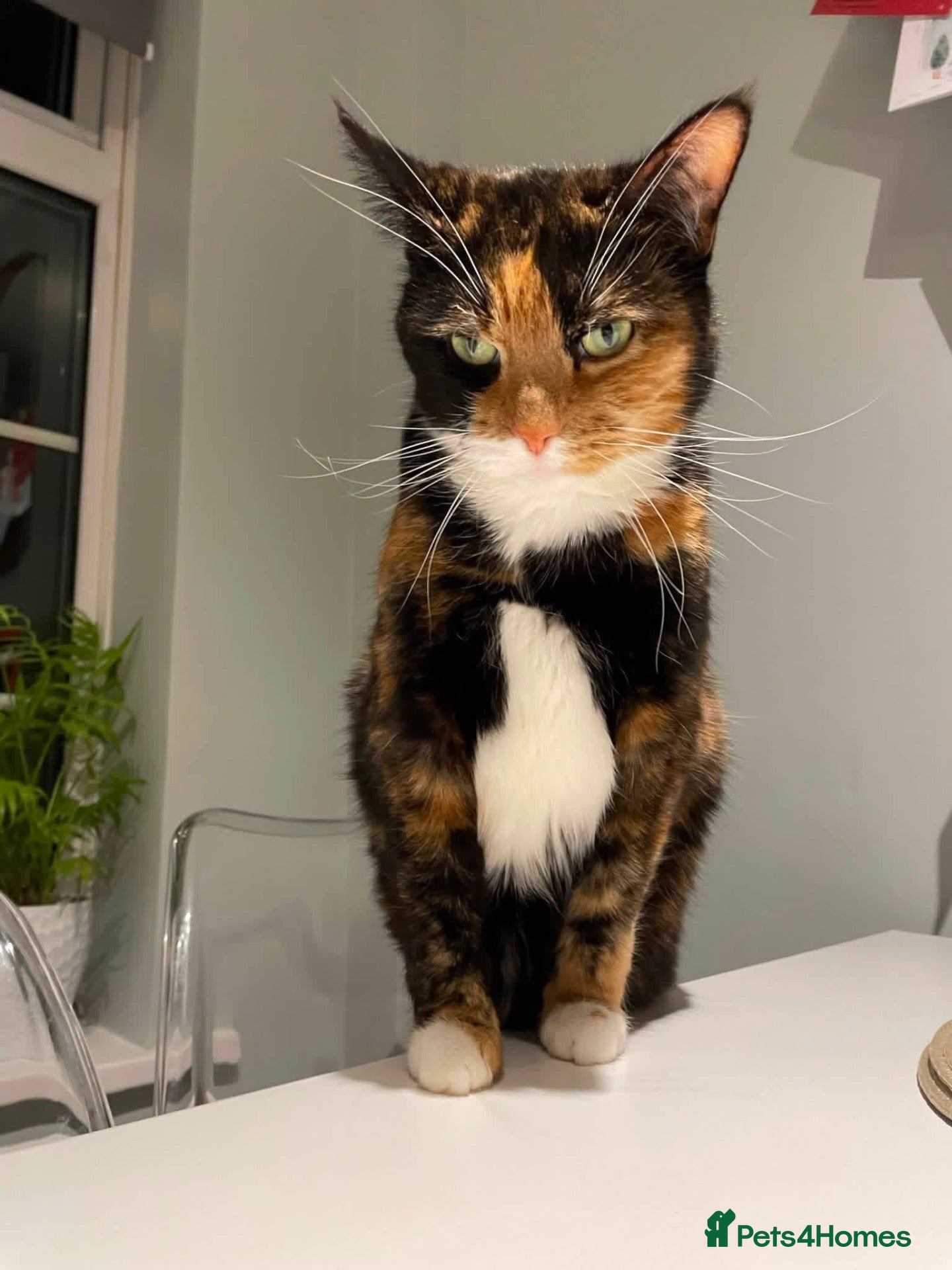 Mixed Breed cats Marley  - Advert 2