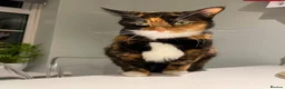 Mixed Breed cats for sale: Marley  - Advert 1