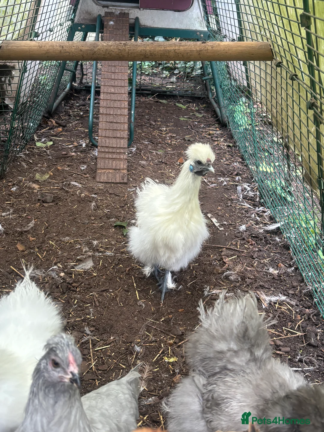 Chickens poultry for sale: Silkies - Advert 2