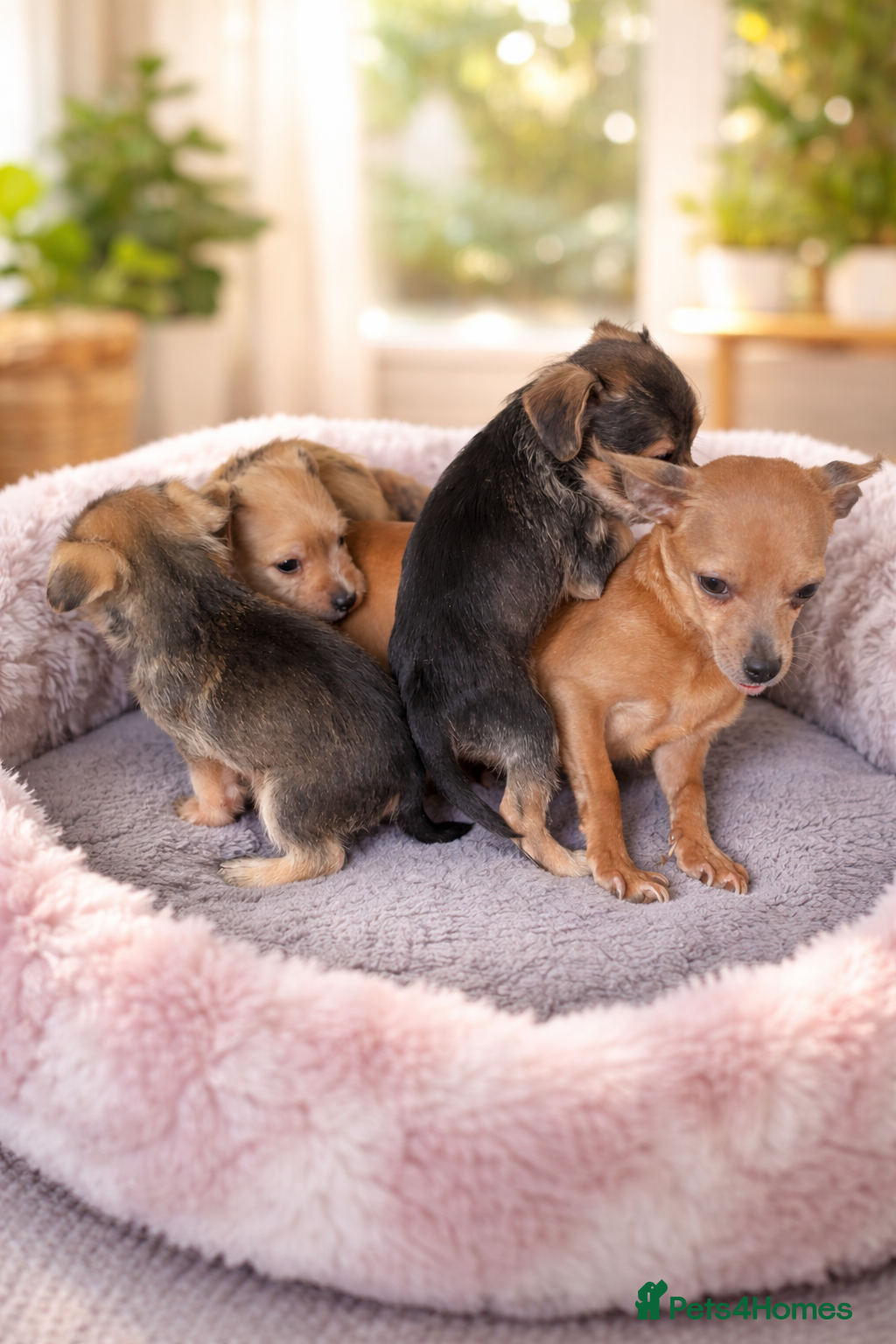 Mixed Breed dogs Norfolk terrier cross - Advert 7