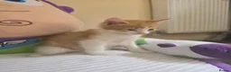 Mixed Breed cats for sale: Female ginger tabby - Advert 4