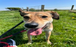 Mixed Breed dogs for adoption: Meet Barney, currently residing in Cheshire  in Nantwich - Image 15