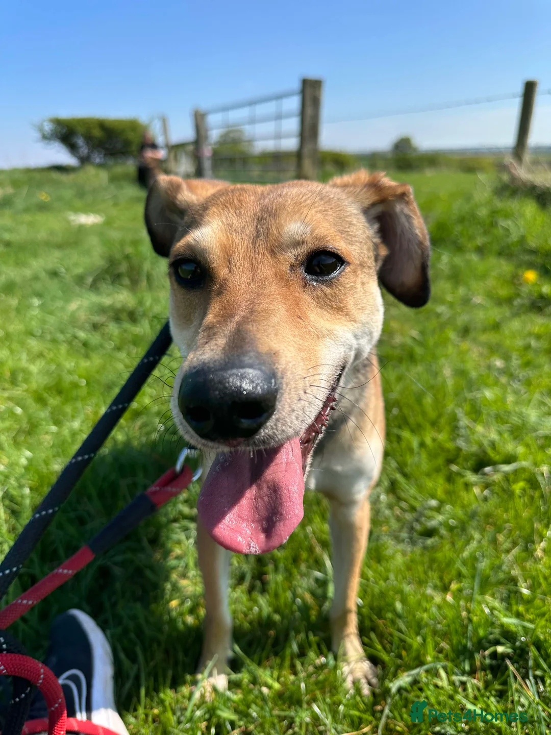 Mixed Breed dogs for adoption: Meet Barney, currently residing in Cheshire  in Nantwich - Advert 15