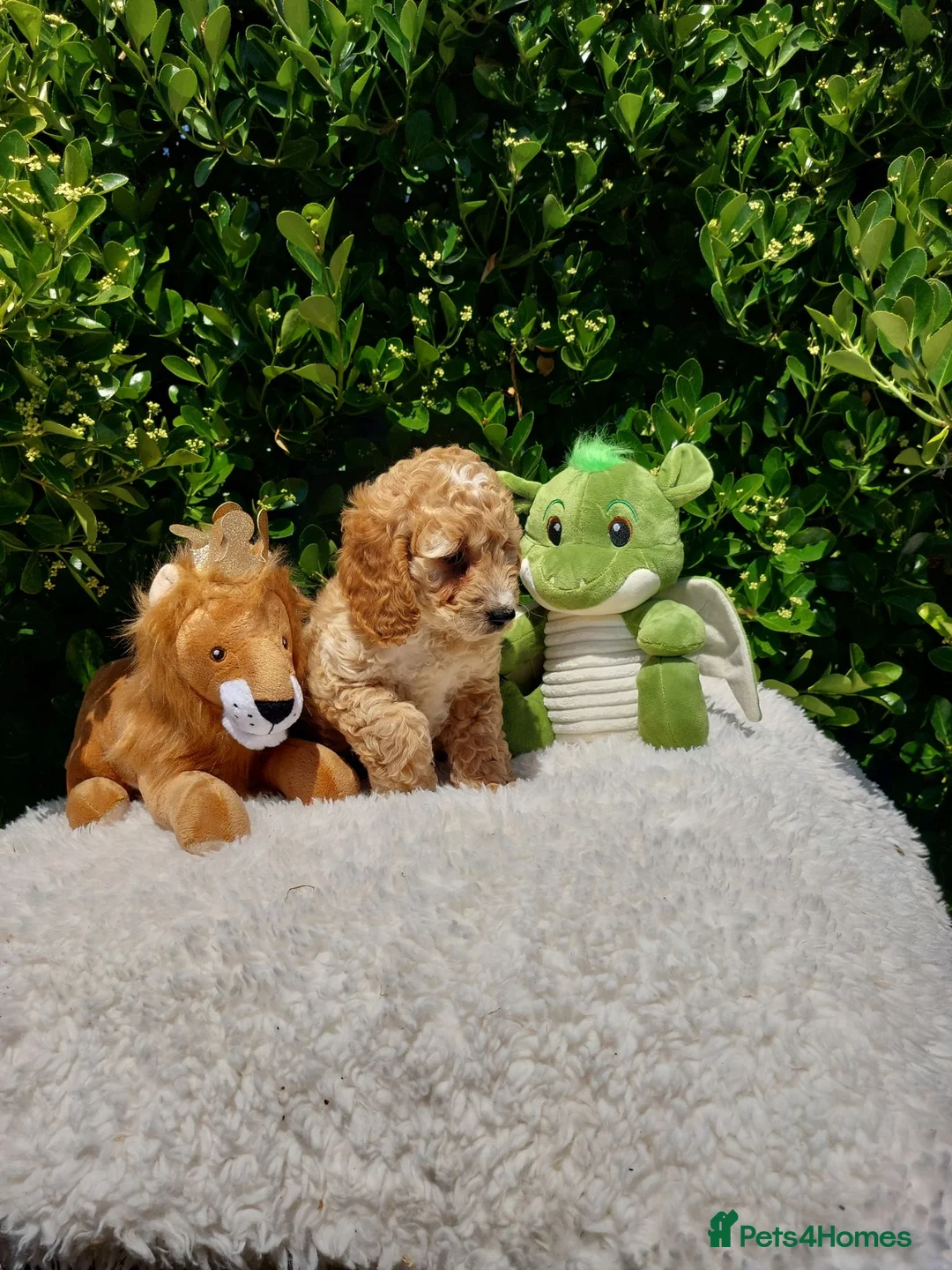Cavapoo dogs for sale: Exceptional F1 Cavapoo Teddy Bears all males - Advert 2