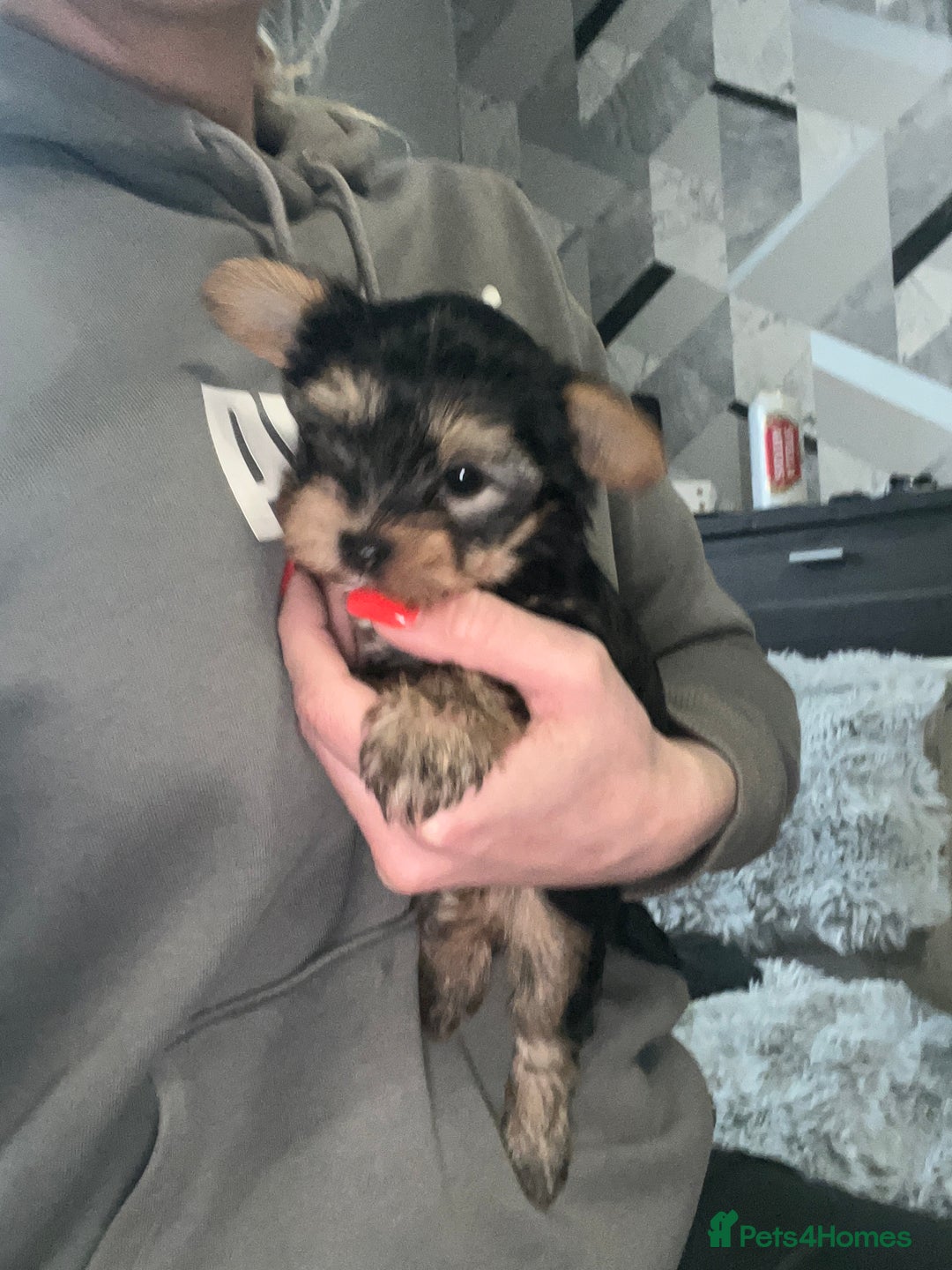 Yorkshire Terrier dogs for sale: Sweet Mini Yorkie Girls Ready to Melt Your Heart - Advert 3