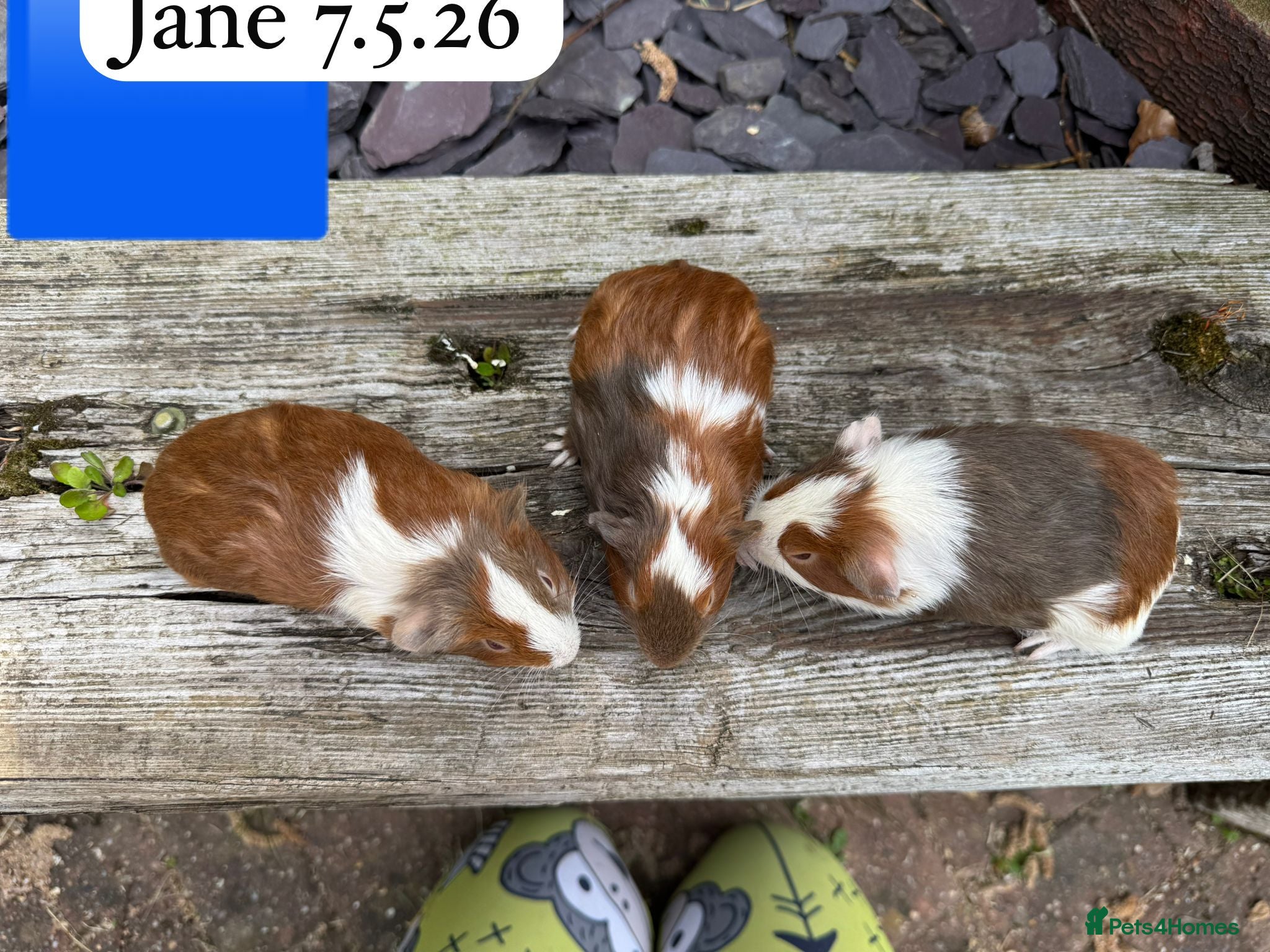 Guinea Pig rodents Gorgeous baby and young guinea pigs. Sheffield. - Advert 10