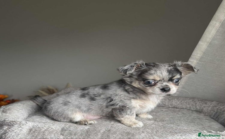 Chihuahua dogs - Advert 1