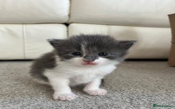 Ragcoon cats for sale: Ragcoons (Ragdoll x Mainecoon)  - Image 4
