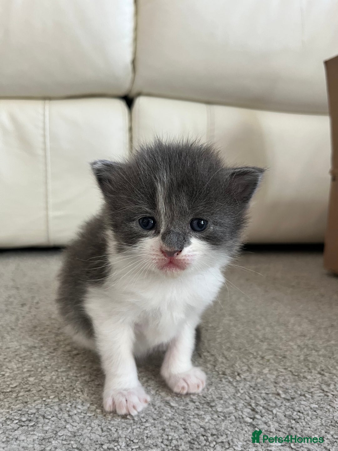 Ragcoon cats for sale: Ragcoons (Ragdoll x Mainecoon)  - Image 4