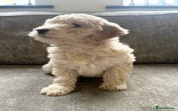Cockapoo dogs for sale: Outstanding Cockapoos for sale  - Advert 18