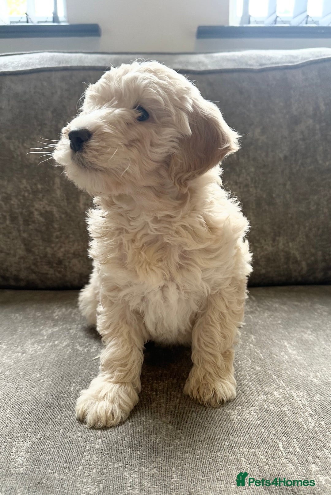 Cockapoo dogs for sale: Outstanding Cockapoos for sale  - Advert 18