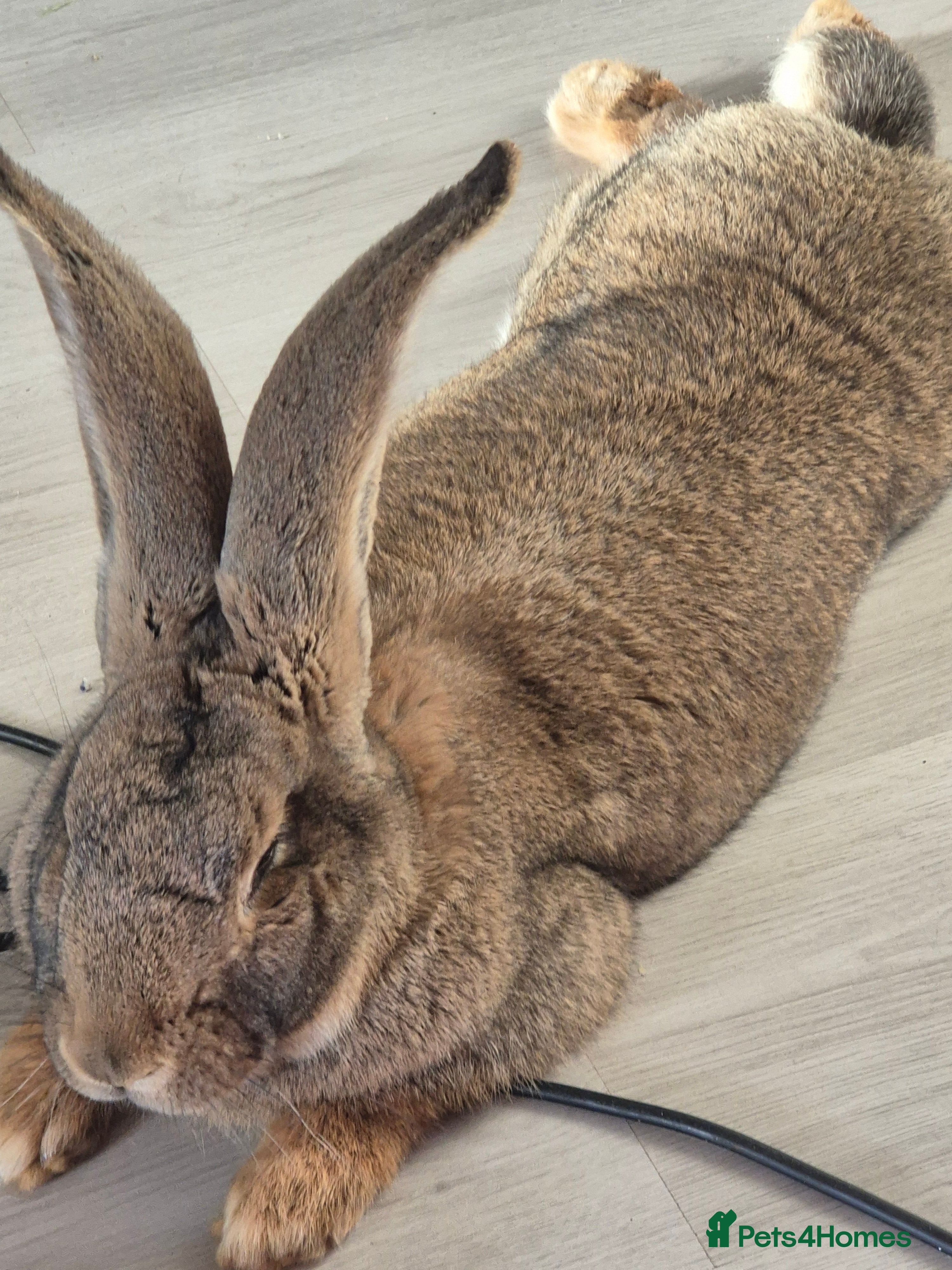 Continental Giant rabbits Continental rabbit - Advert 3