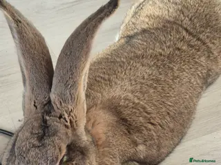 Continental Giant rabbits Continental rabbit - Advert 3