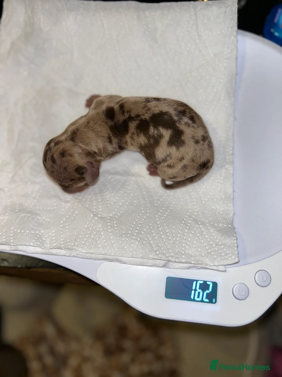 Miniature Dachshund dogs for sale: 2 Cute Mini Dachshund Brothers–Raised with Mum&Dad - Advert 4