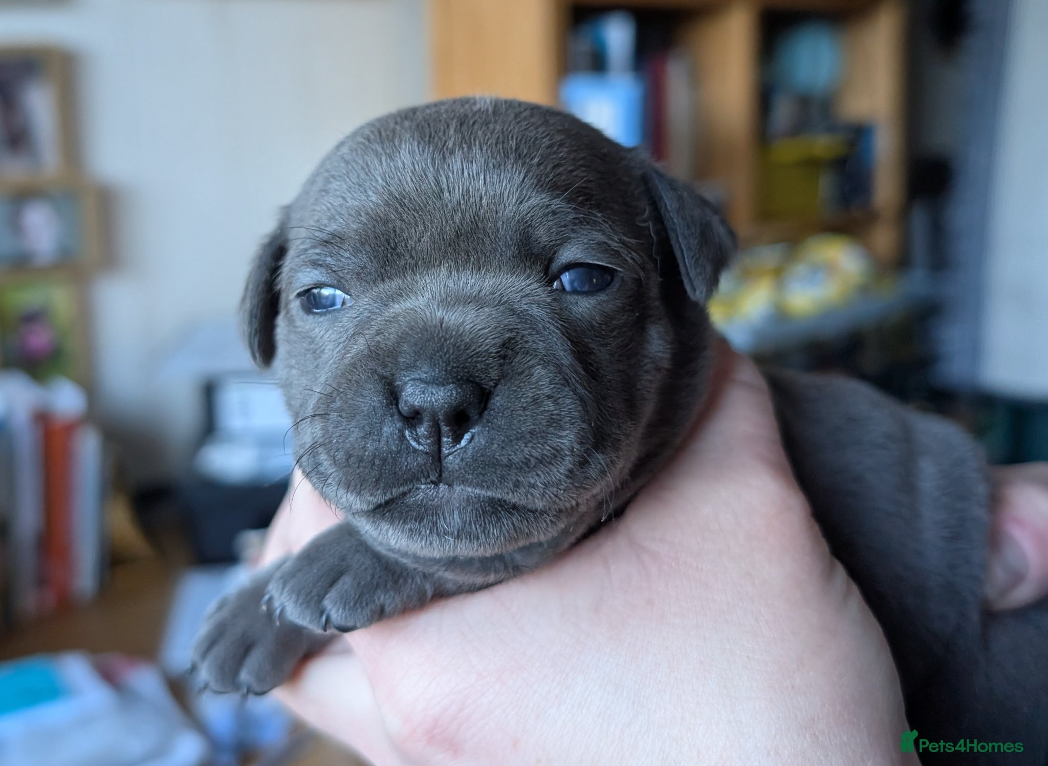 Staffordshire Bull Terrier dogs King Fury KCreg excellent pedigree blue/black pups - Advert 1