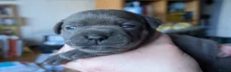 Staffordshire Bull Terrier dogs for sale: King Fury KCreg excellent pedigree blue/black pups - Advert 1