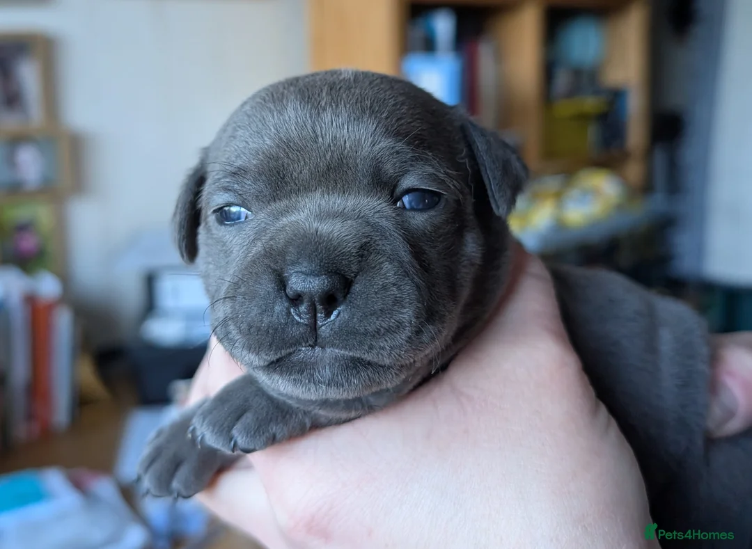 Staffordshire Bull Terrier dogs for sale: King Fury KCreg excellent pedigree blue/black pups - Advert 1