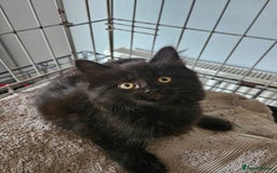 Maine Coon cats for sale: Beautiful black fluffy part maincoon kittens - Image 19
