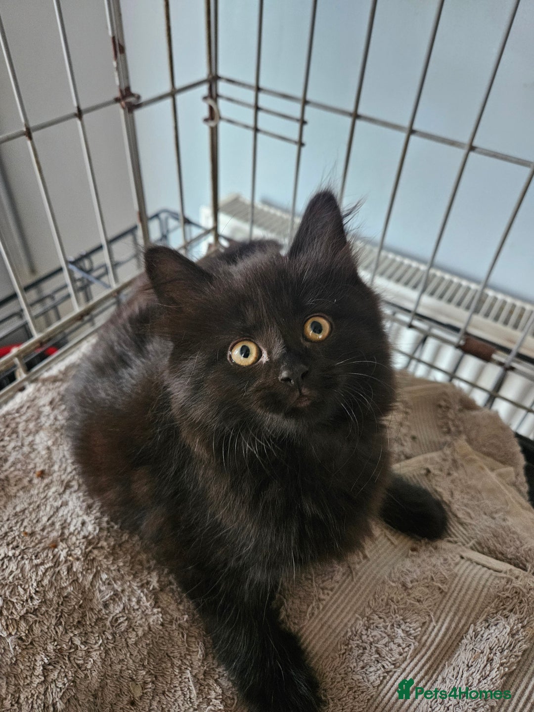 Maine Coon cats for sale: Beautiful black fluffy part maincoon kittens - Image 19