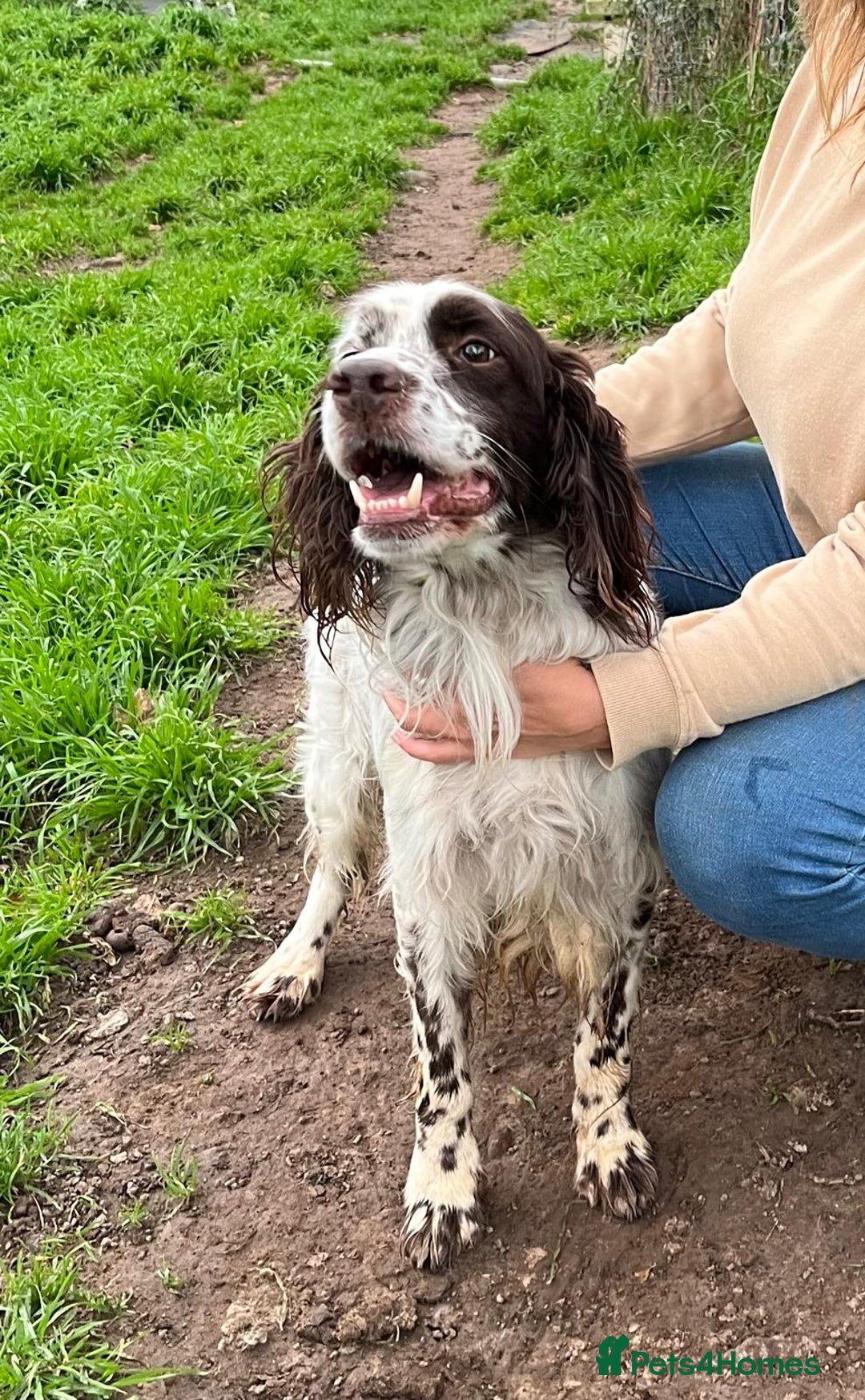 English Setter dogs for adoption: Ken   - Advert 1