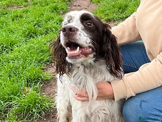 English Setter dogs Ken - Advert 2