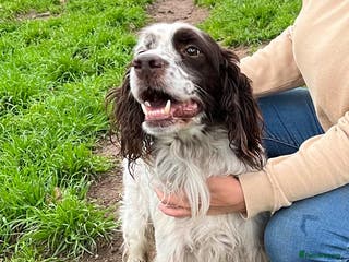 English Setter dogs Ken - Advert 7